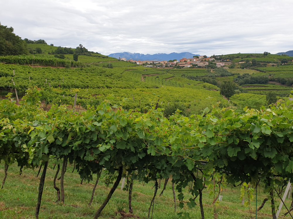 Suavia – volcanically dynamic Soave&nbsp;Classico!